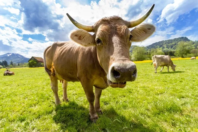 Daniel Szalai - Algorithmic Alchemy of Cows