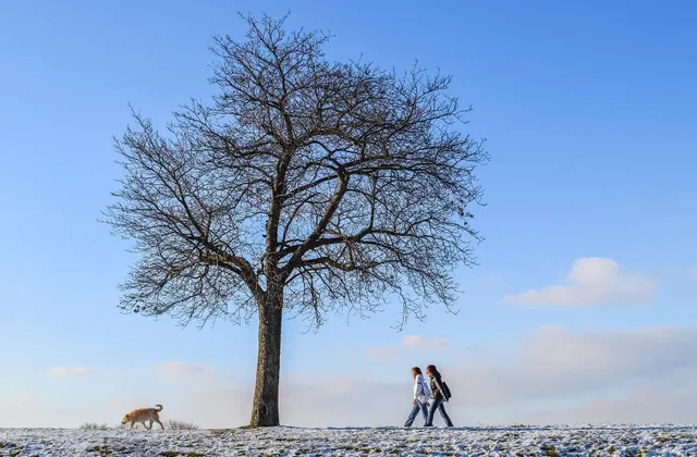 Tree-like structures can be grown computationally with the help of l-systems. LINK