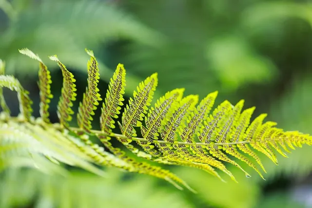 Plants can be used as bioreactors to create vaccines and therapeutic antibodies for treating pathogenic viral strains. LINK