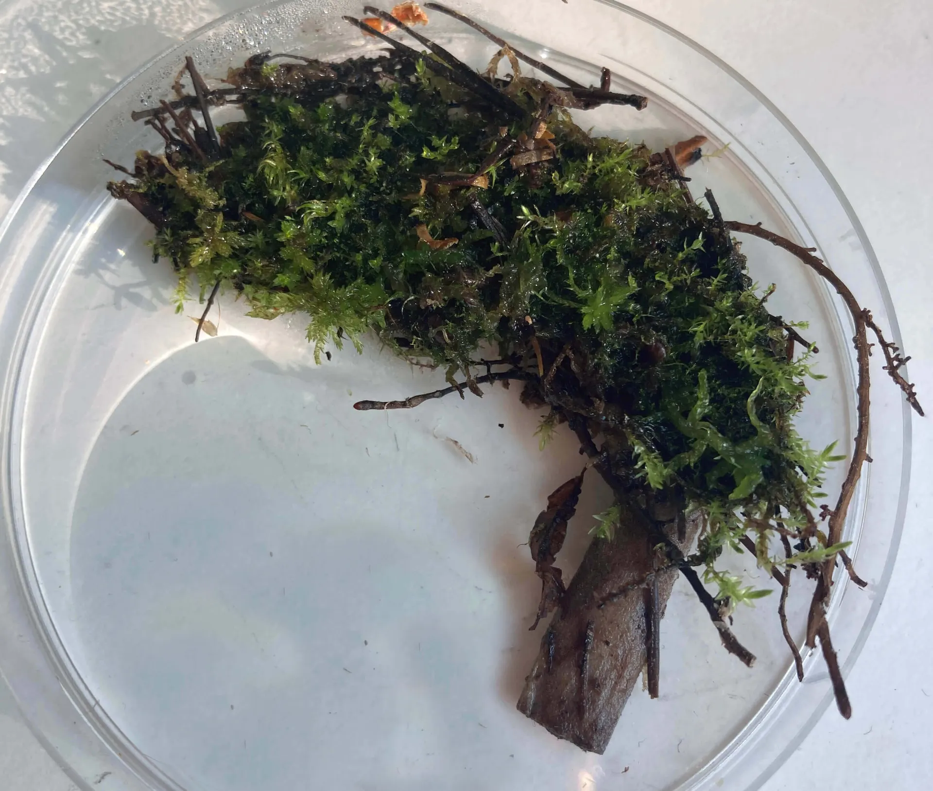Moss-Butt Specimen: a piece of sphagnum moss separated from the bog carpet and rooted directly into a cigarette butt, Slåttmossen Nature Reserve, 2021.